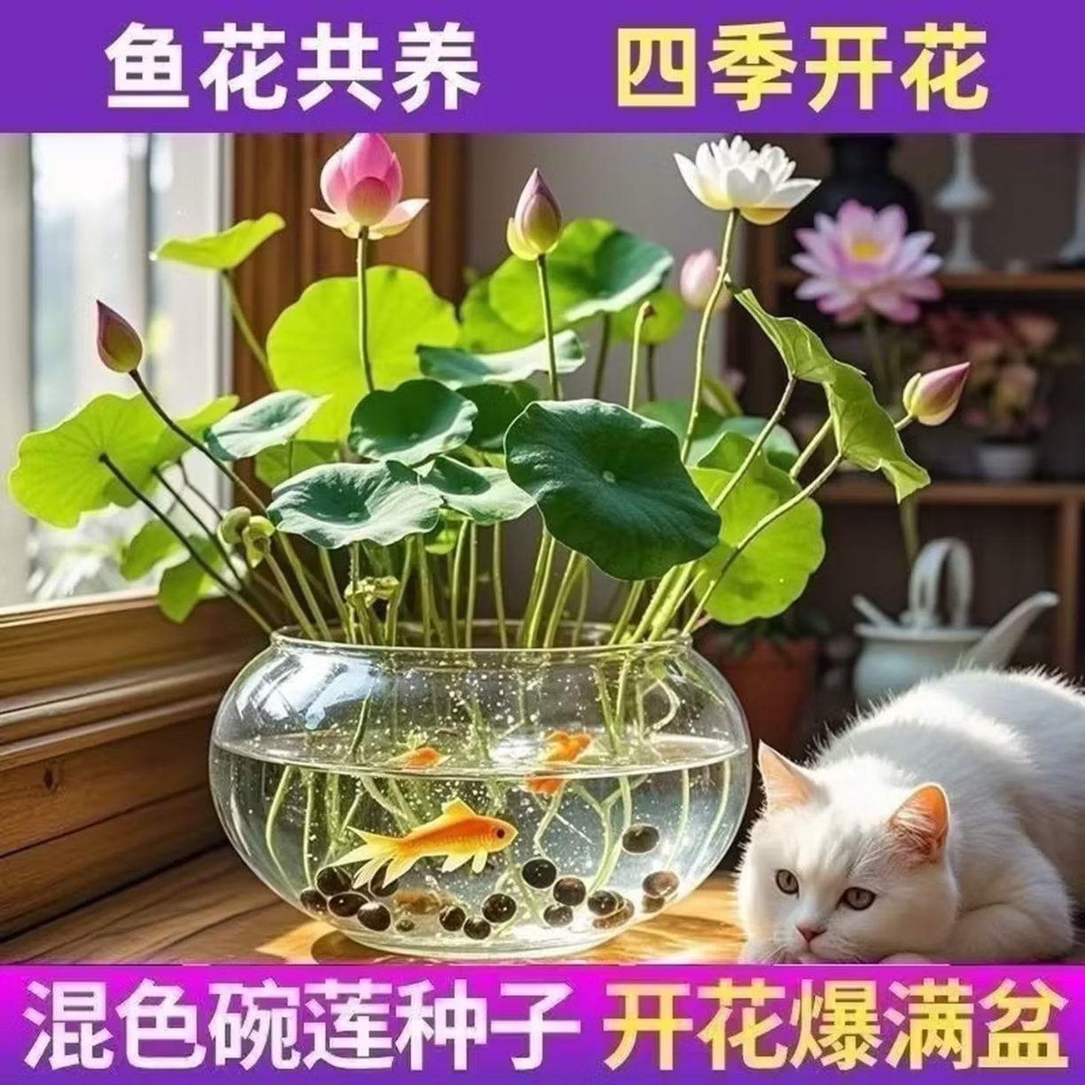 碗莲种七彩五颜六色水培花卉水养四季莲花荷花种莲藕绿植水培莲子 24粒左右（高发芽率)