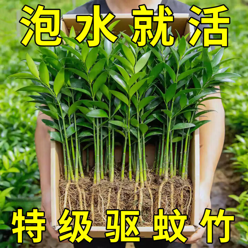 奉希特大棵竹柏更驱蚊水培水养植物客厅办公室内四季常青绿植物驱虫竹 植物营养液6袋促生长