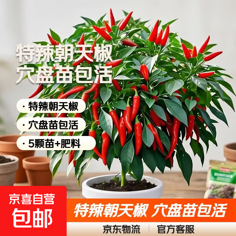 各种辣椒大全线椒薄皮椒甜椒天椒羊角尖椒螺丝椒杭 朝天椒-特辣-【穴盘苗包活】 5颗苗+【+肥料】