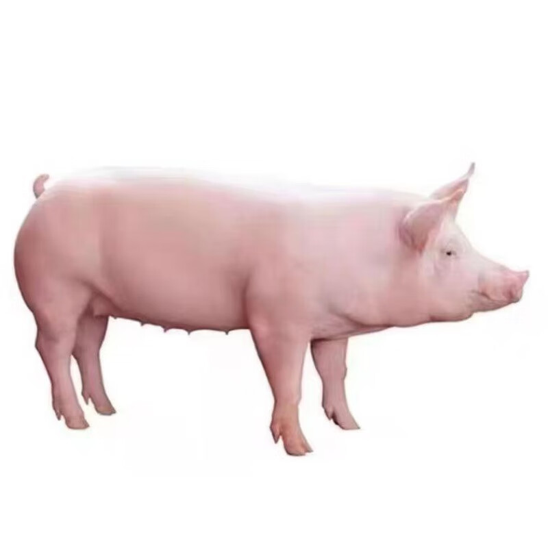 长白猪苗仔小猪苗仔纯种养殖场直销幼崽育肥种母猪可食用猪家猪 精品