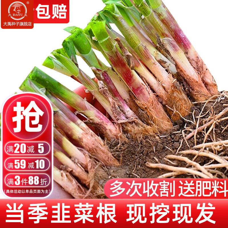 大禹韭菜根苗新根紫红根大叶韮菜移栽根种子四季寿光本地老品种蔬菜 寿光紫红根宽叶韭菜根苗100棵+肥