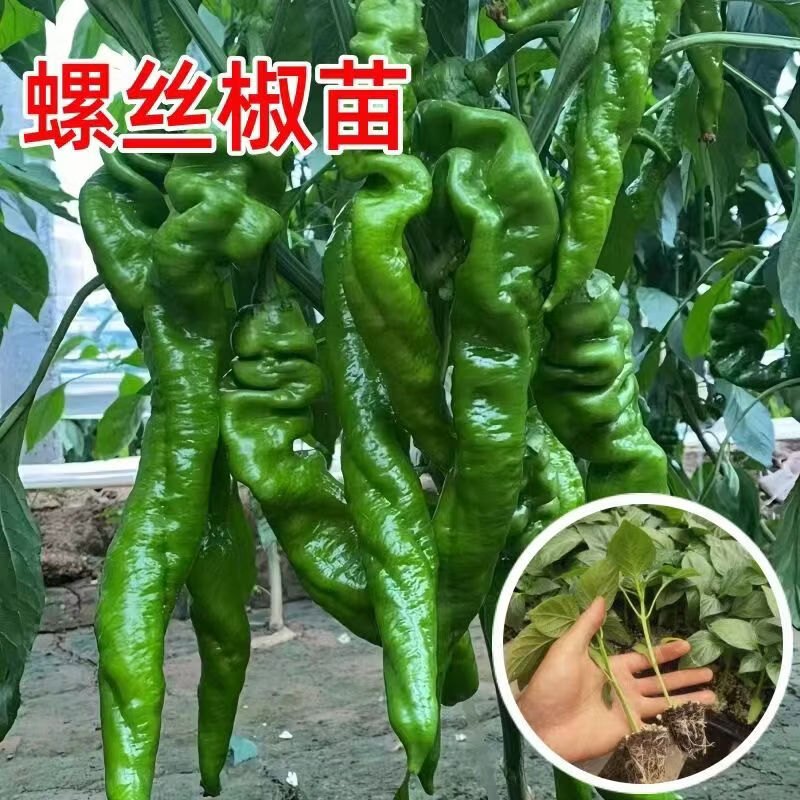 螺丝椒种子苗 香辣特大辣椒种籽螺丝椒薄皮蔬菜苗秧孑- 螺丝椒苗100颗【带土发货】