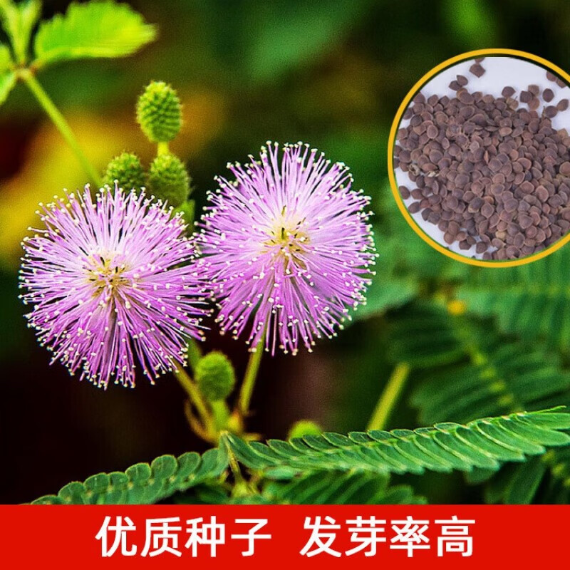 前岔 含羞草种子 花种子室内盆栽四季种易活桌面害散装羞草花种子
