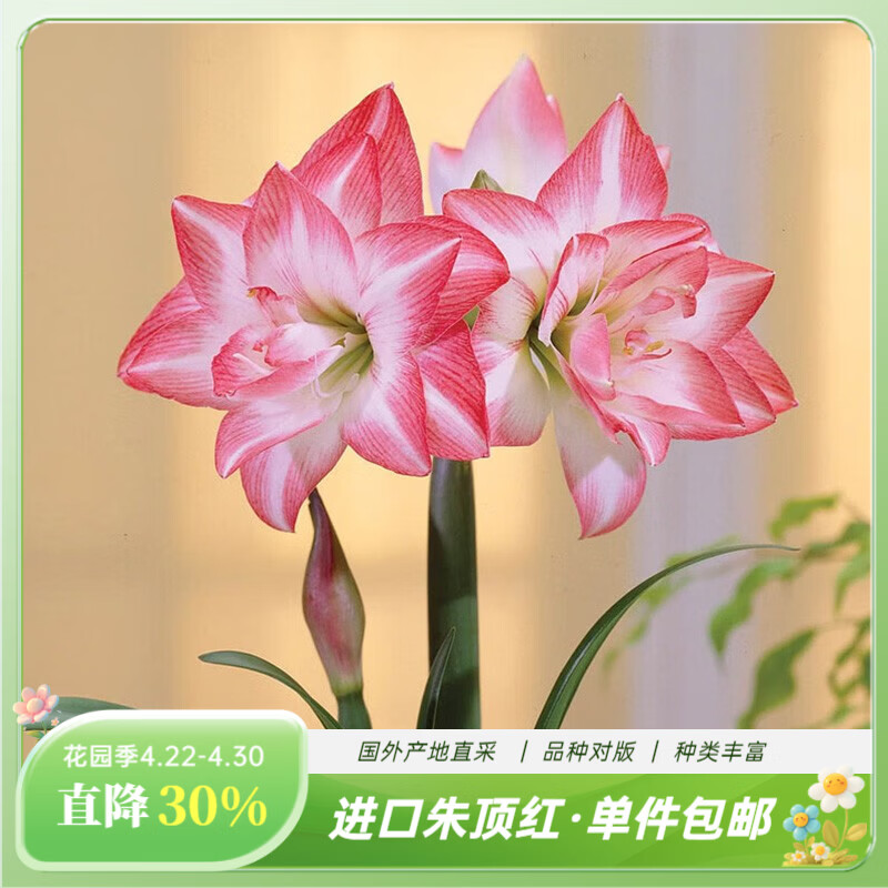 虹越（HONGYUE）进口朱顶红种球秘鲁朱裸球 阳台花园地栽盆栽多年生球根花卉 【进口球】花孔雀（34/36）