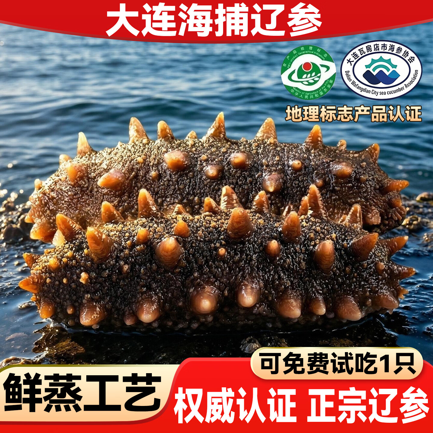 亿鲜笙鲜蒸即食海参鲜活加工佛跳墙食材大连辽刺参中老年滋补高营养海参 4-8只/斤【特大地标认证辽参】 2斤装
