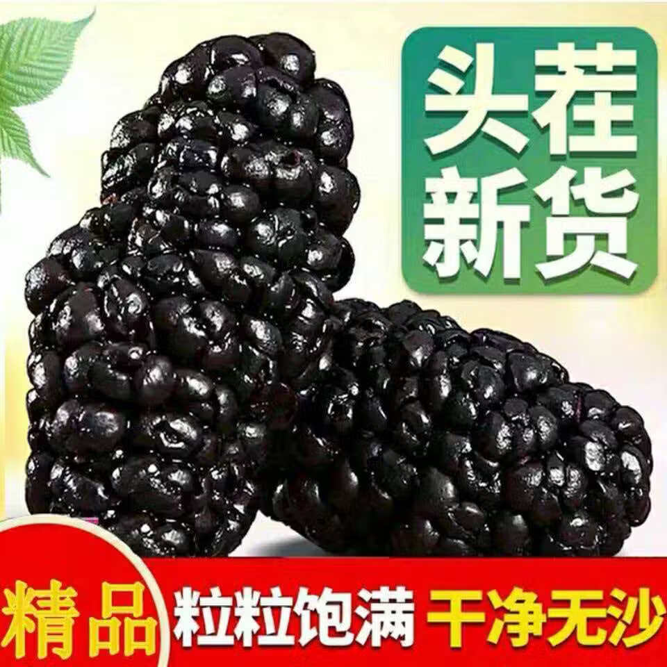 同仁堂(TRT)正品桑葚干黑桑椹新疆免洗即食干果泡水泡茶大颗粒 新疆桑葚干 250g*4罐 超值 开罐免洗即食