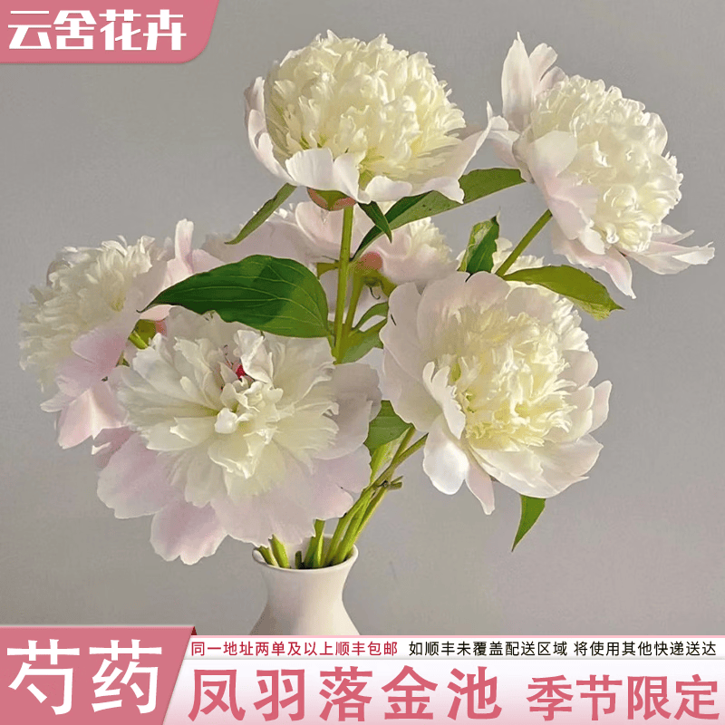 云舍花卉凤羽落金池四川芍药水培鲜切花包邮云南基地直发室内办公室鲜花 【四川芍药】5支 凤羽落金池芍药 【同一地址两单及以上发顺丰冷链或其他空运】