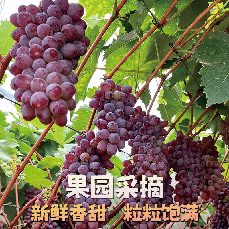 异果恋【顺丰】云南茉莉香葡萄 脆甜无籽应季新鲜水果红提子多地次日达 2斤装净重