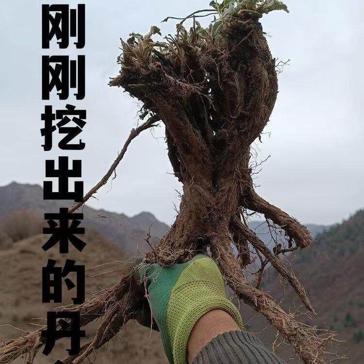 南京同仁堂西藏野生紫丹参中药材无硫整根多年生紫丹参粗根8头泡酒养生 野生紫丹参250克 250g*1包