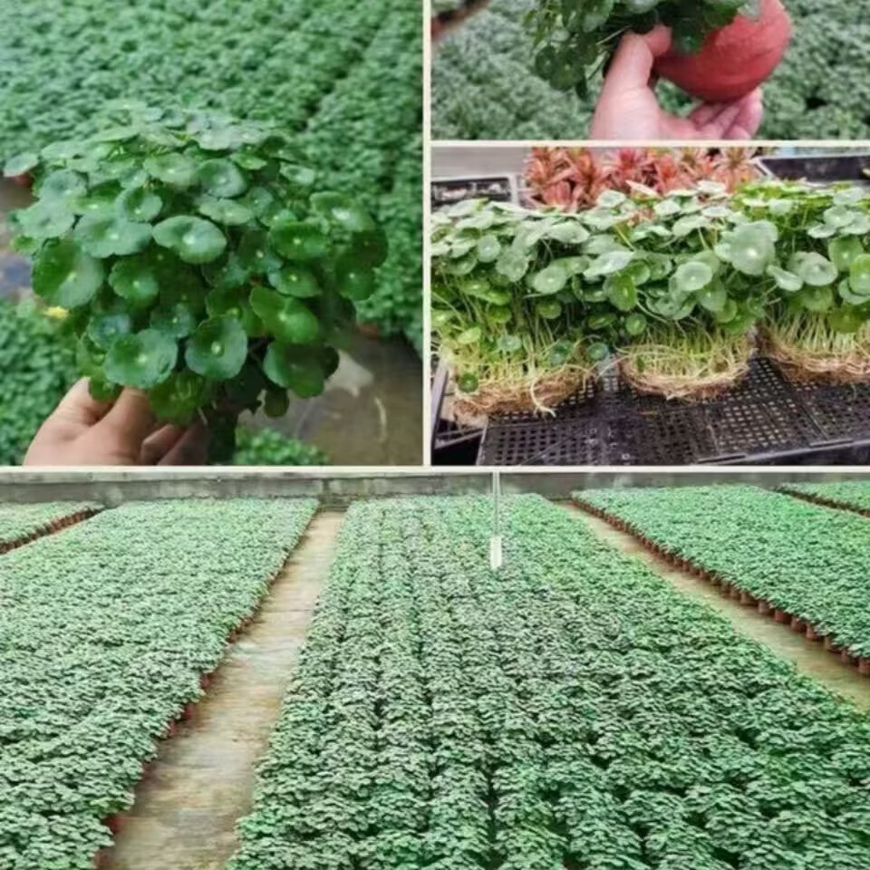 铜钱草招财办公室桌面盆栽金钱草花卉室内水培植物净化吸甲醛绿植 两颗带盆