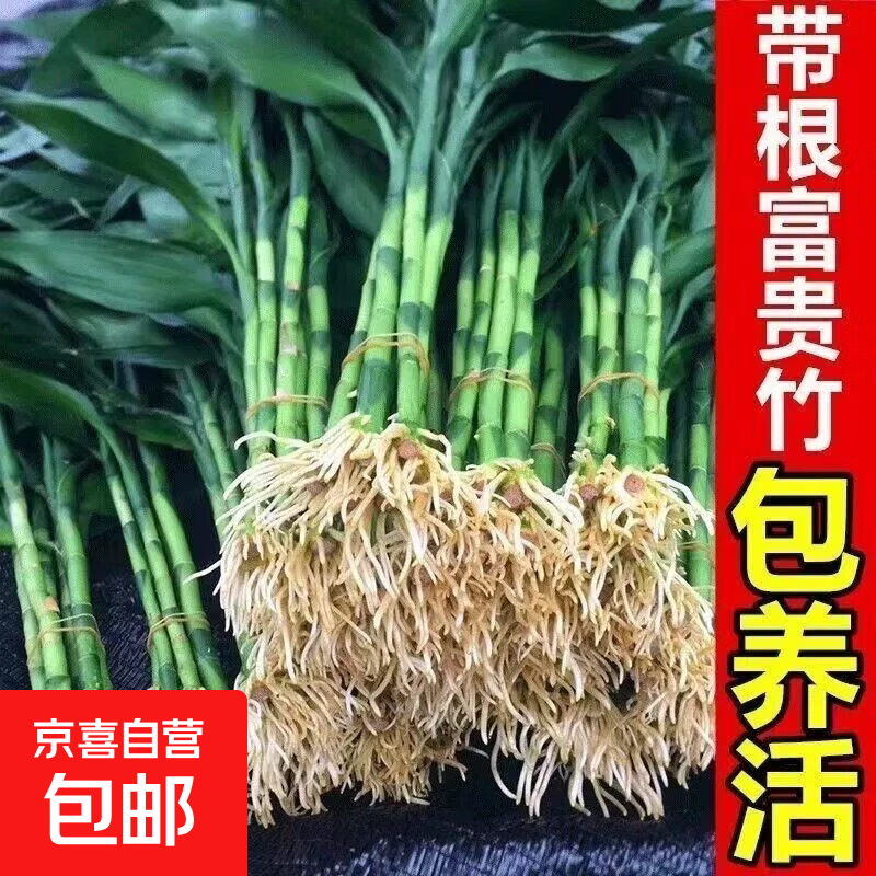 富贵竹水养客厅带根水培植物盆栽土大宽叶富贵竹粗竹加粗竹子 带根富贵竹：纸板发货50-60厘米10枝 不含盆