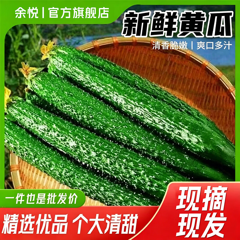 余悦新鲜刺黄瓜【现摘现发】当季带刺黄瓜新鲜蔬菜生吃长黄瓜整箱 5斤 活动装【单果180g+丨净 4.5斤 】