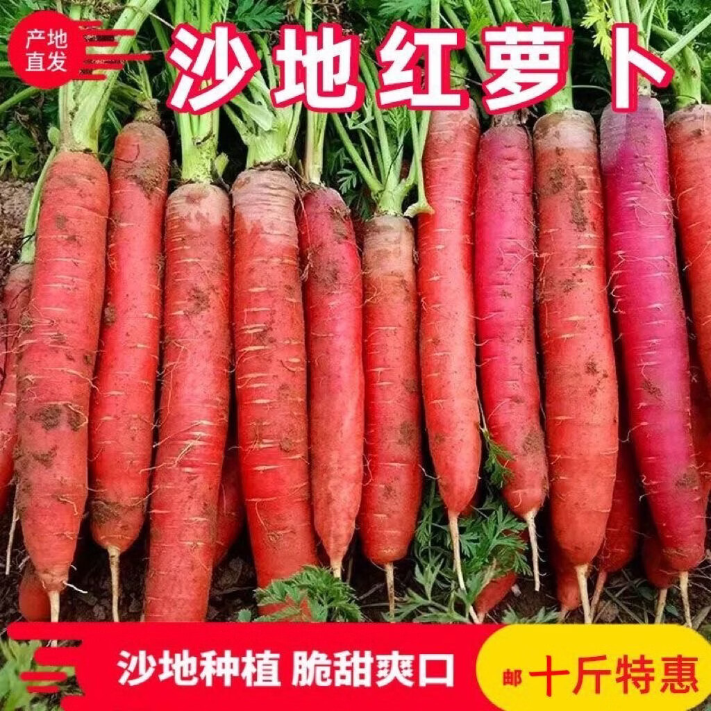 【万亩现挖】沙地红萝卜新鲜胡萝卜蔬菜水果萝卜农家批发生吃脆甜 5斤含箱2两上