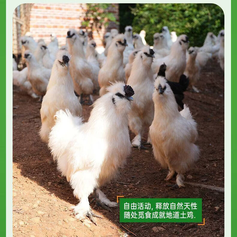 泰和原种乌鸡整鸡现宰现发农家五谷散养走地鸡山鸡真空包装滋补 660g
