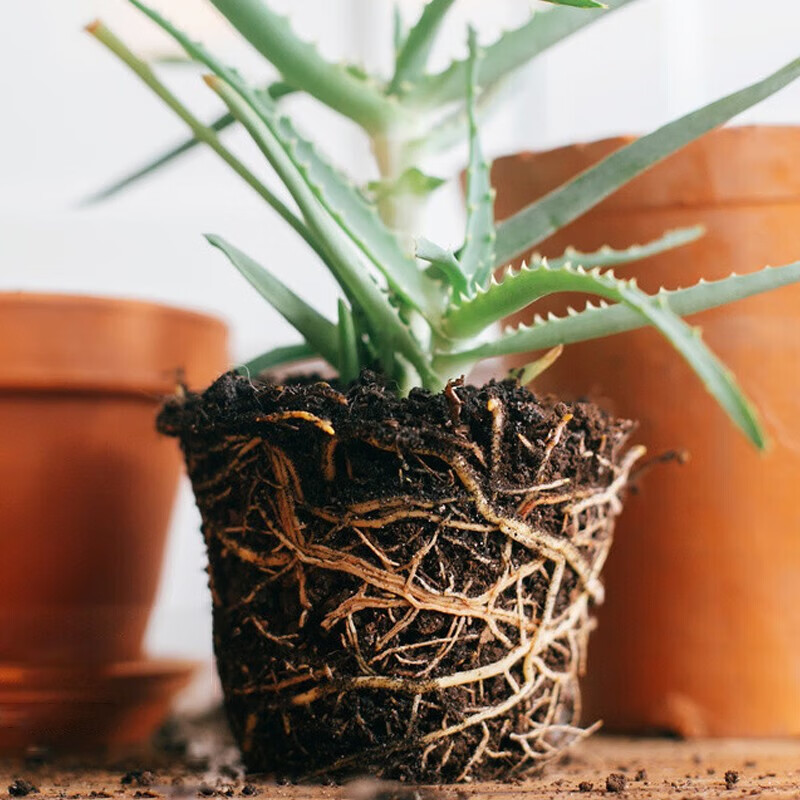 漫生活植物复合肥控释肥树木移栽扦插强力快速生根粉绿植花卉生长剂肥料 【通用型】植物生根粉500g