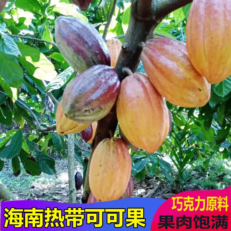 果园现摘可可果水果 可可豆果实 黑巧克力制作原料 单果400g左右 3个