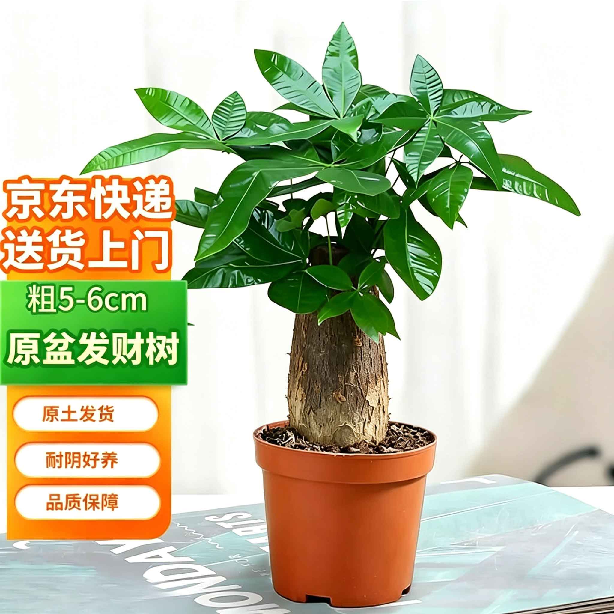 双盟小发财树桌面绿植小盆栽办公室内招财好养花卉粗5cm1盆装源头直发
