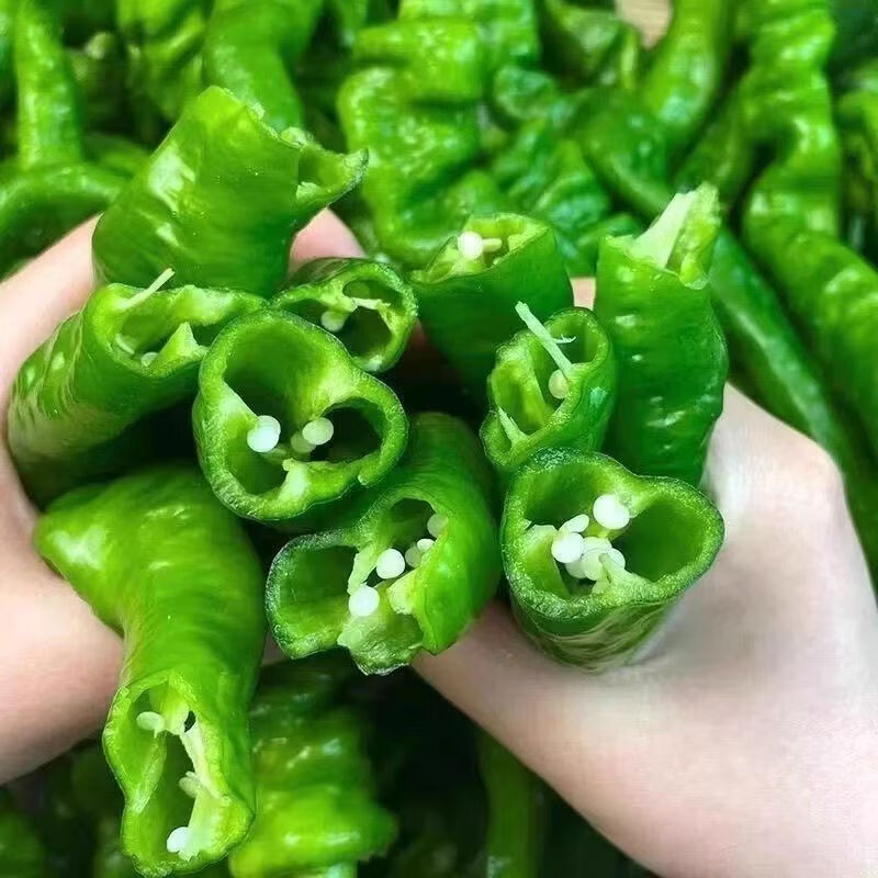 螺丝椒种子苗 香辣特大辣椒种籽螺丝椒薄皮蔬菜苗秧孑- 螺丝椒苗100颗【带土发货】