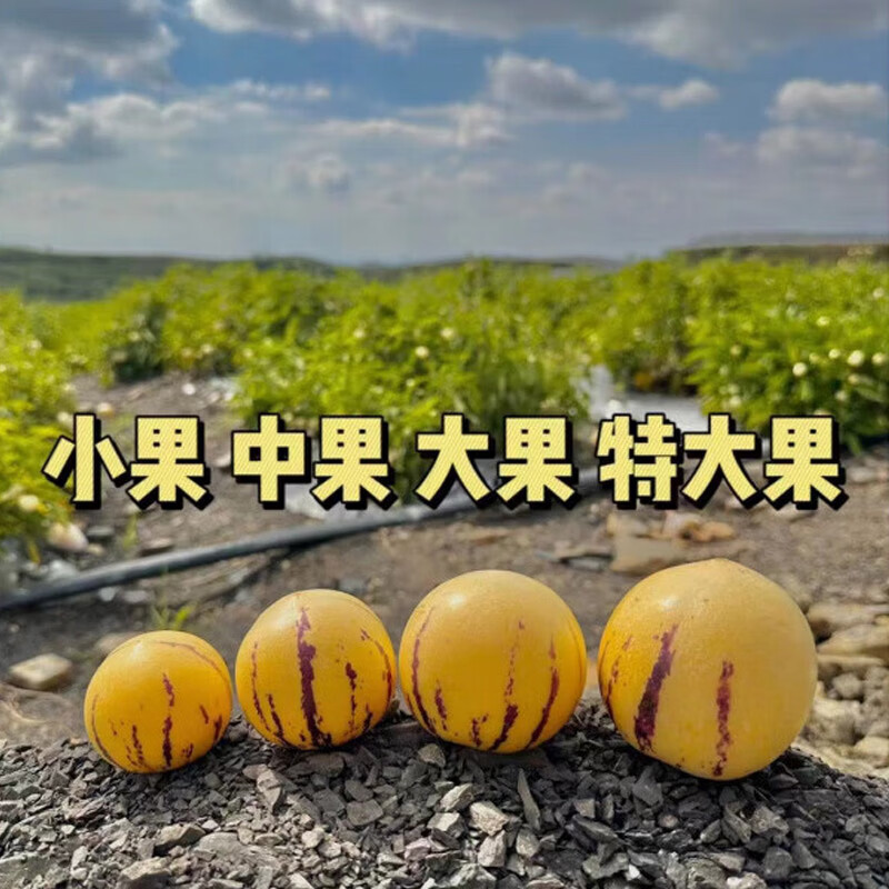 译蒙之味正宗云南人参果树上熟人生果圆果当季水果新鲜大果孕妇清甜整箱 5斤大果【单果80-100g】商超品质