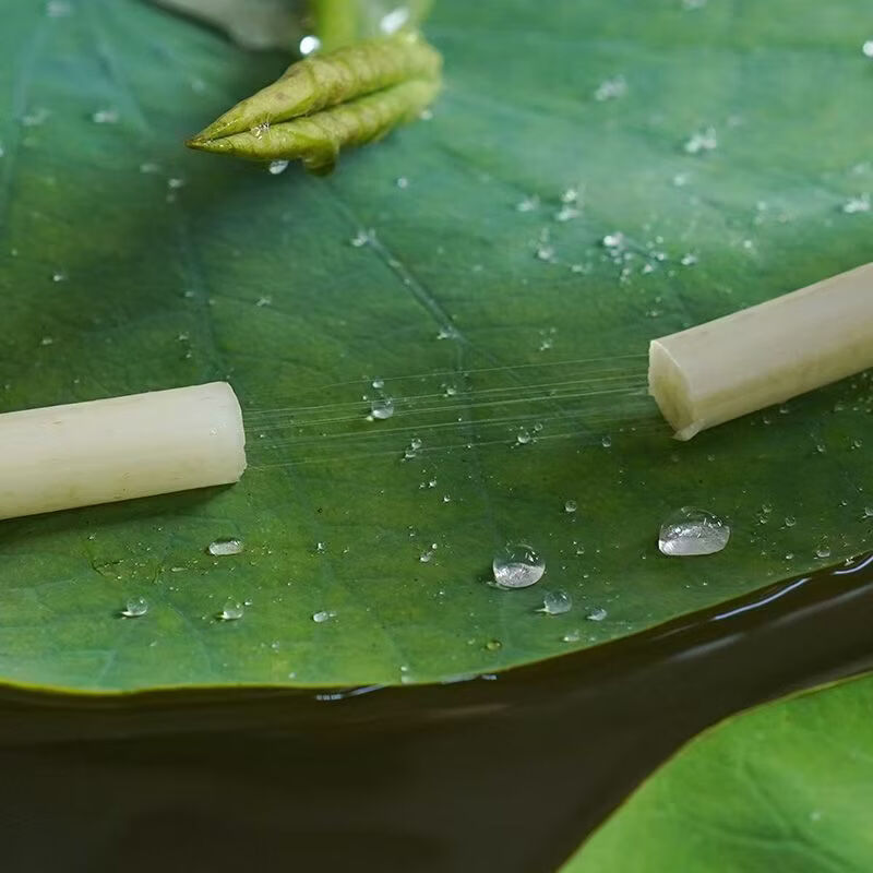 洪湖农家洪湖藕带 生鲜蔬菜 藕管 火锅食材 湖北特产 买菜 新鲜水生蔬菜 新鲜藕带3斤(藕管)