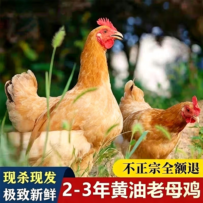 正宗农家散养三年黄油老母鸡土鸡跑山鸡孕妇月子鸡走地鸡现宰现发 4.5斤（3年鸡龄【4.3-4.8斤】）