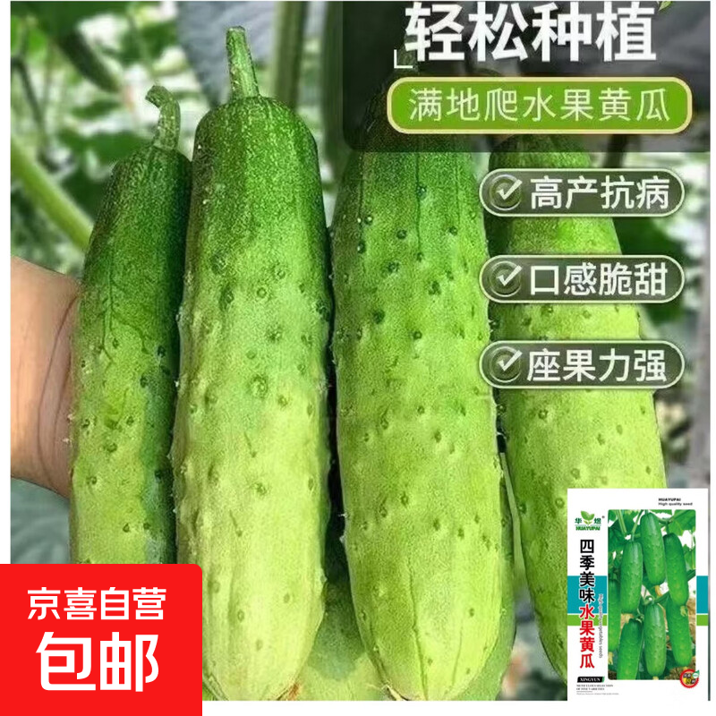水果黄瓜种子四季好种阳台盆栽春秋季黄瓜种籽旱水果蔬菜黄瓜种孑 华煜水果黄瓜种子【正规彩包】 1包【约20粒】