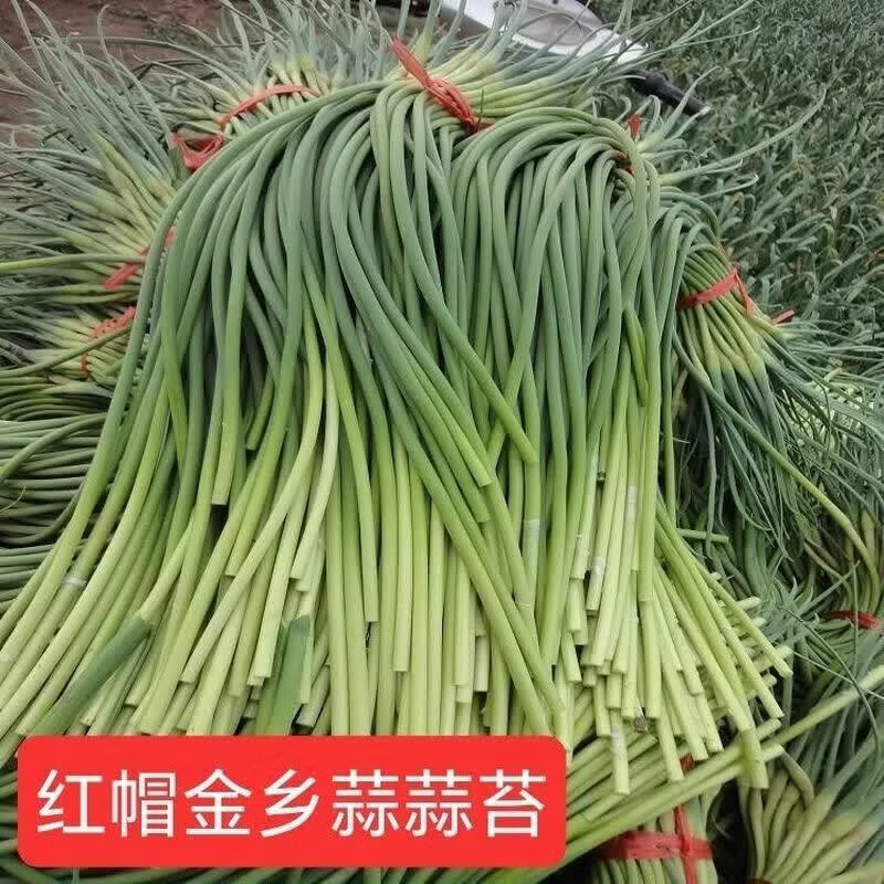 2025山东金乡苍山长蒜苔农家种植蒜苔新鲜蔬菜白帽现采现发 2025 2025年红帽金乡蒜蒜苔5斤