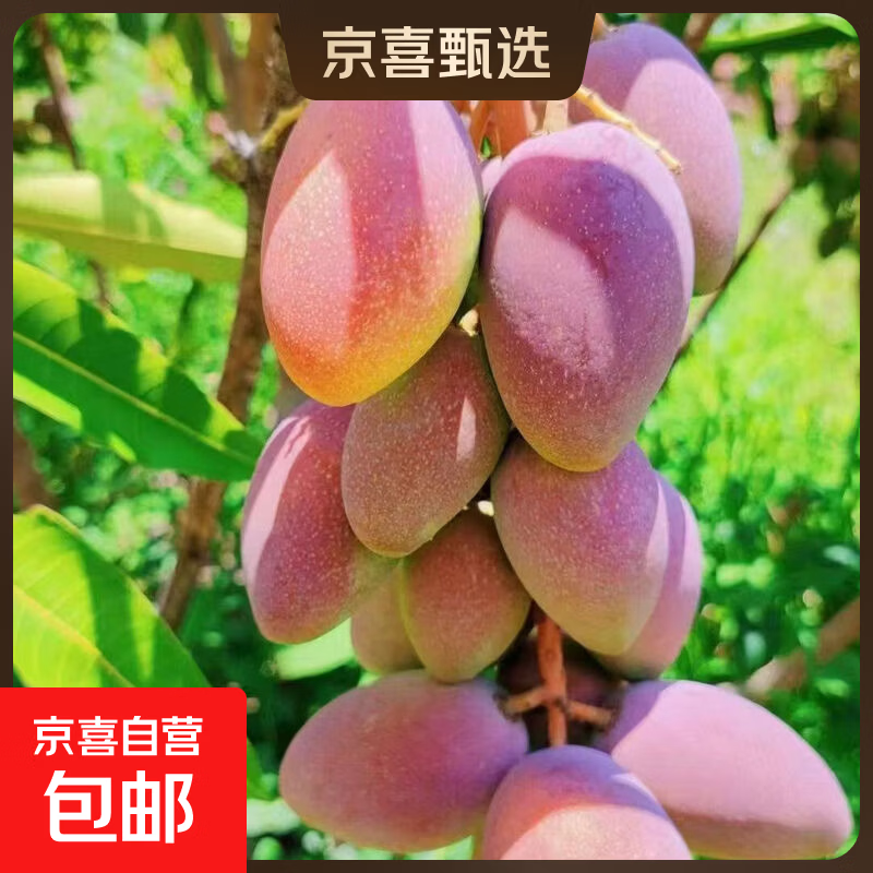 正宗海南薄皮贵妃芒果新鲜当季热带水果整箱批发青芒贵妃爆甜 2斤装单果100克+净重1.7斤