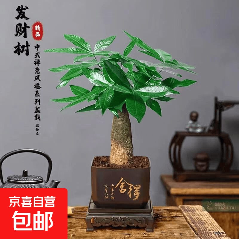 独家专享发财树盆栽绿植物吸甲醛好养净化空气办公室花卉桌面绿植 单杆发财树+塑料四方舍得盆 整体高度约15-25cm，花盆直径约8cm