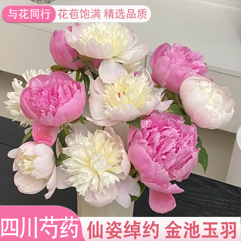 与花同行凤羽落金池芍药白瓣金心仙气插花居家水养花型绝美超仙气 【10枝】随机单色芍药