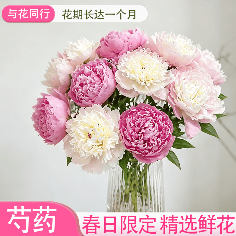 与花同行四川芍药山东芍药重瓣芍药鲜花云南基地直发室内水培家居办公室 【10枝】随机单色芍药