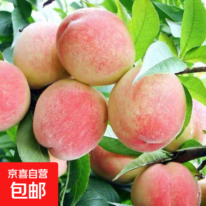 露天水蜜桃带箱5斤仅需14.9元，饱满香甜超划算