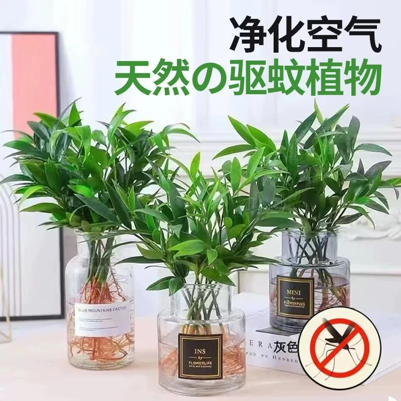 驱蚊竹柏绿植桌面水培盆景夏季驱蚊植物室内四季好养花卉A22 驱蚊竹柏【10颗】+一个精品花瓶
