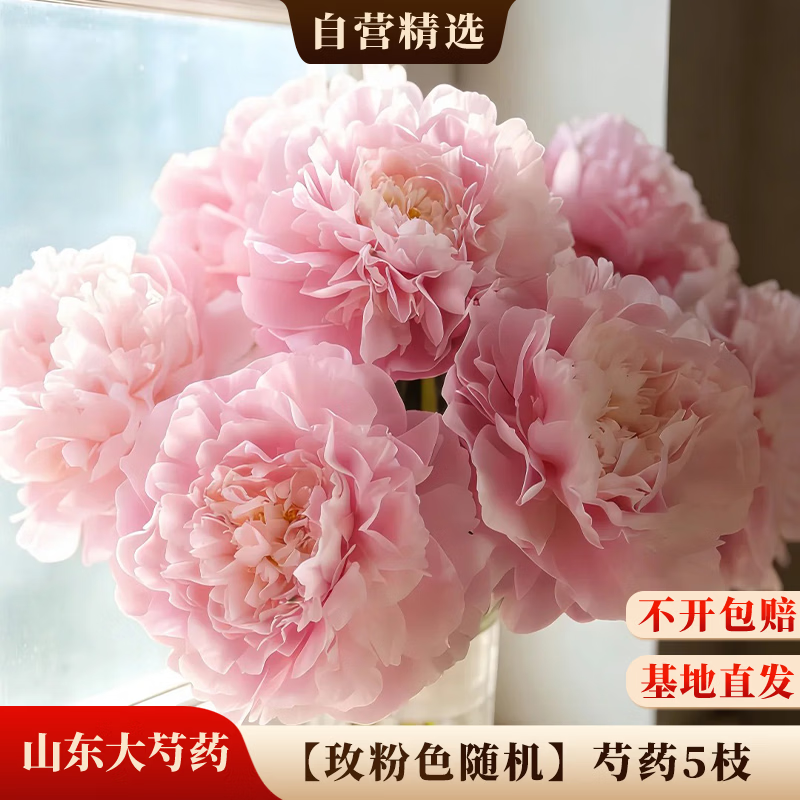 京东鲜花山东A级大头芍药【玫粉色系】随机5枝基地现采源头直发