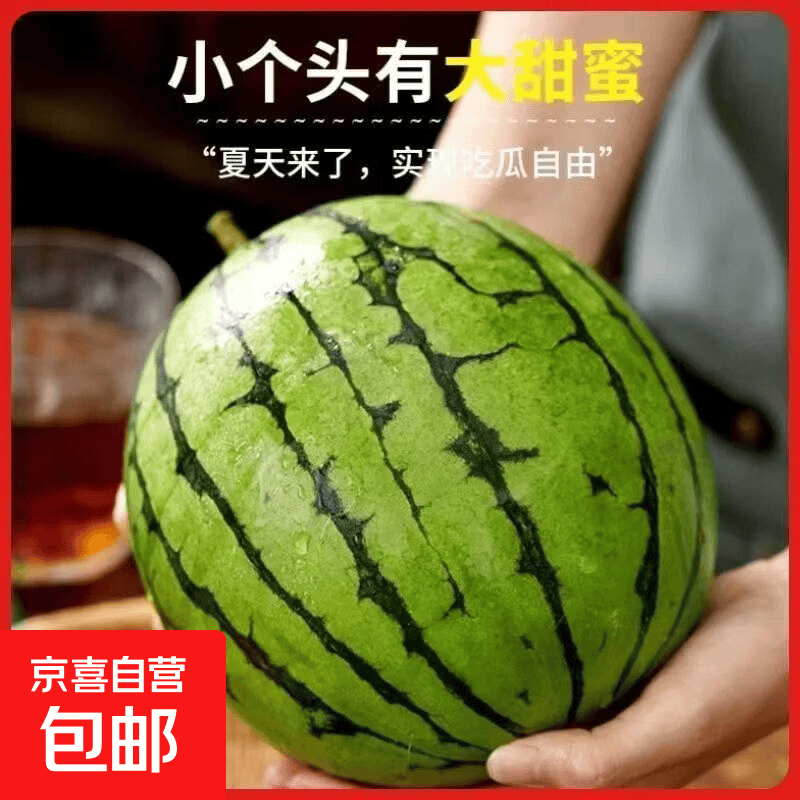 手撕小糖丸西瓜新鲜现摘产地直发 1.5-2斤推荐装