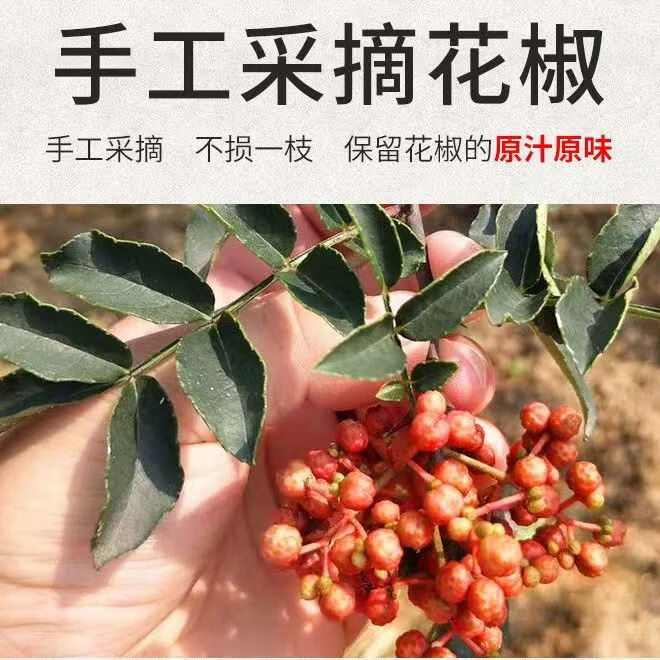 同仁堂(TRT)胖东来代购特级红花椒四川无硫干花椒粒中药材香辛料可泡脚可食用 无硫特级干花椒 200g*4罐