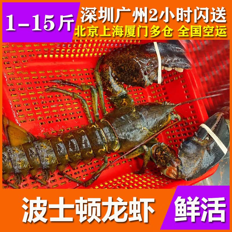 波士顿大龙虾鲜活龙虾特超大10斤新鲜海鲜水产蟹澳洲花奥龙大小龙 3000-3000g/只