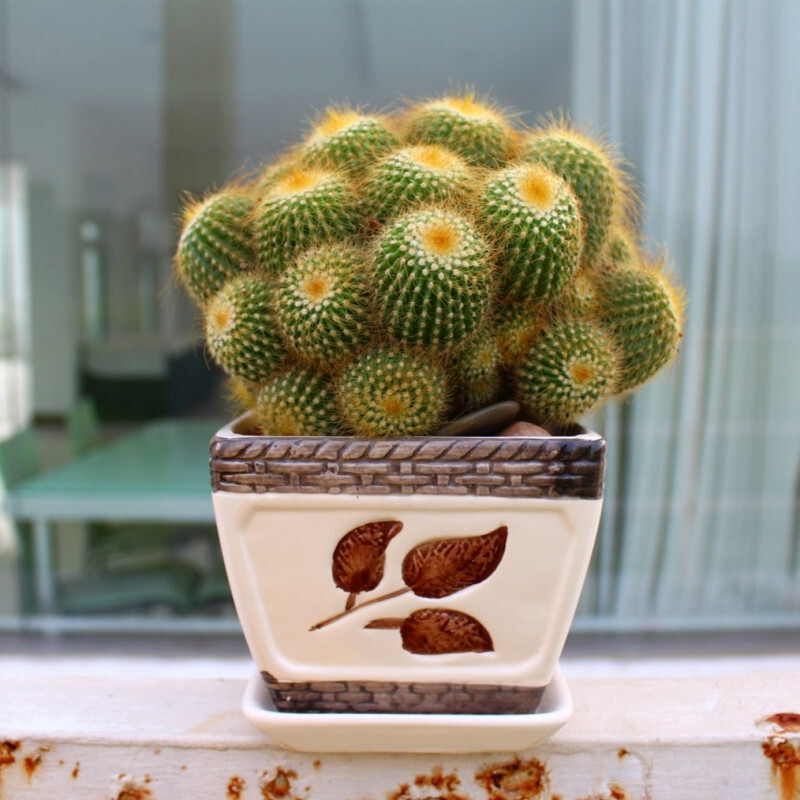 金丝猴群生多头  多头金丝猴 金丝猴盆栽 仙人球盆栽多肉植物多头