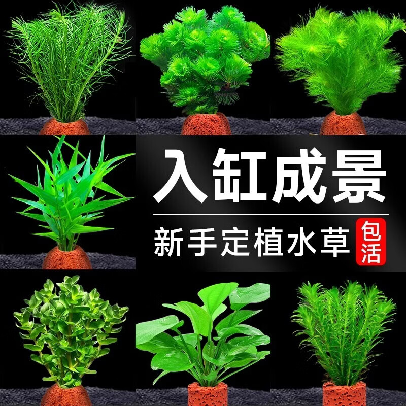 京厽火山石水草植物鱼缸造景专用水培阴性蜈蚣草绿菊真草增氧绿植摆件 火山石迷你九限时冲量