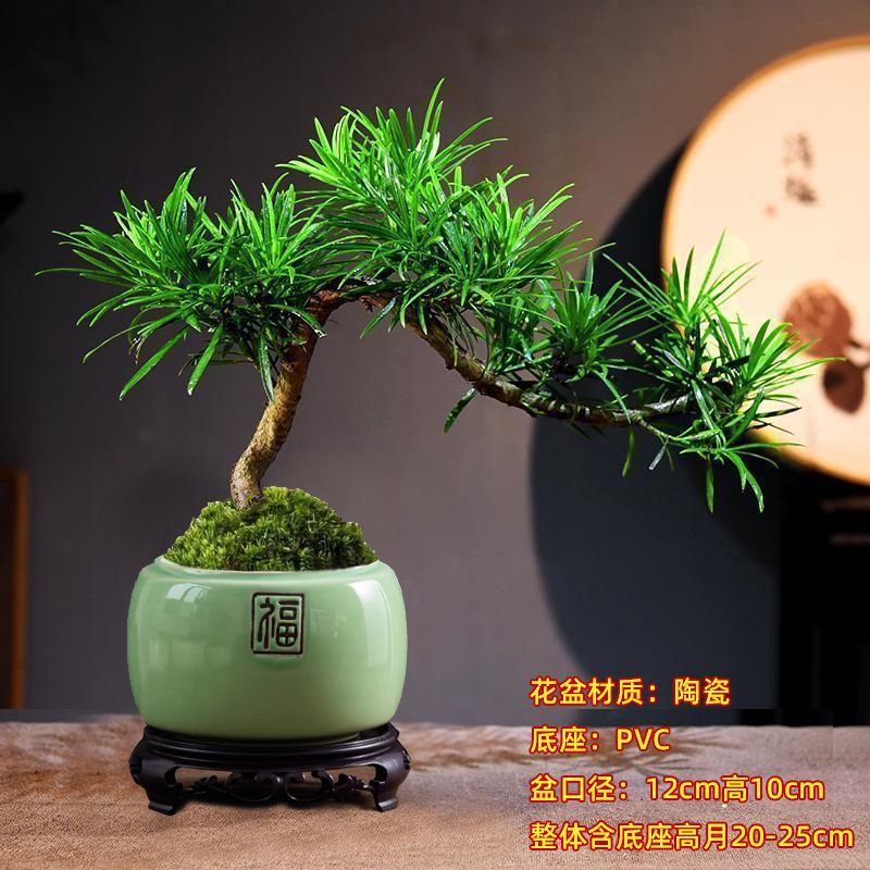 蓝谷花语罗汉松盆栽室内外正宗雀舌绿植阳台户外庭院老桩造型高档盆景 稀缺飘枝贵妃罗汉松(不带盆发货)