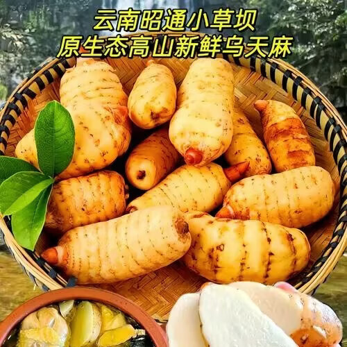 【京东快递】昭通小草坝鲜天麻正宗仿野生原产地安全无公害无农残 睡得好降压2斤大果（3-4个1斤）无公害无农残京东快递 鲜天麻｜云南小草坝原产地直发
