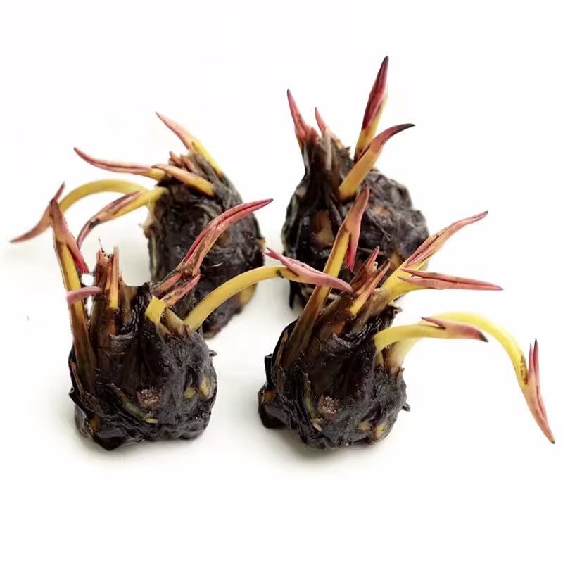 中梦睡莲水培植物四季水养荷花水莲花盆栽花卉水池塘大睡莲根块带花苞 混色4棵睡莲