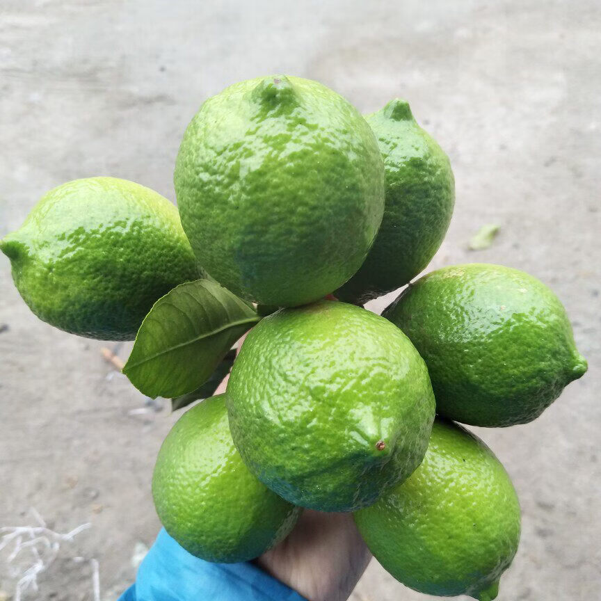 江昊阳尤力克青柠檬新鲜水果皮薄当季整箱精选香水甜青柠檬特产甜 2斤【60g-80g】