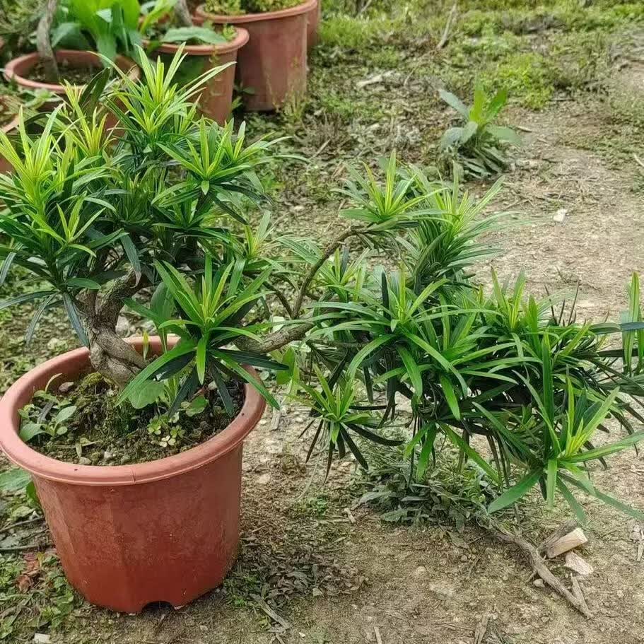 蓝谷花语罗汉松盆栽室内外正宗雀舌绿植阳台户外庭院老桩造型高档盆景 稀缺飘枝贵妃罗汉松(不带盆发货)