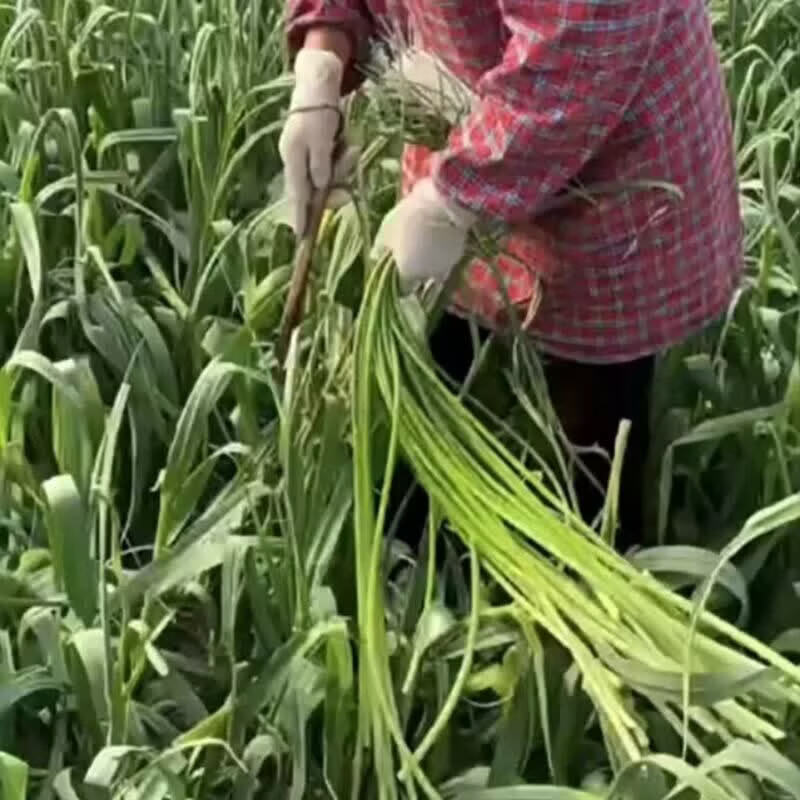 2025山东金乡苍山长蒜苔农家种植蒜苔新鲜蔬菜白帽现采现发 2025 2025年红帽金乡蒜蒜苔5斤