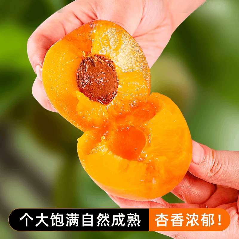 正鲜季(ZHENGXIANJI)陕西大黄杏当季新鲜采摘时令水果生鲜微黄头茬杏子整箱酸甜水果 【量贩装】5斤