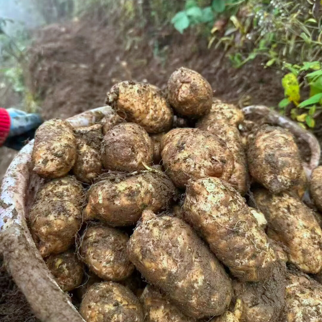 云南新鲜乌天麻【昭通小草坝】搭正宗仿野生特级冬麻泡酒养身茶饮 【麻王5斤】1-2个/斤 2500克*1箱