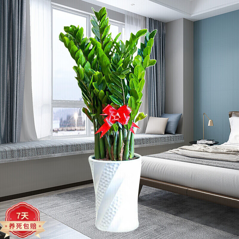 查询大型绿植历史价格走势|大型绿植价格走势图