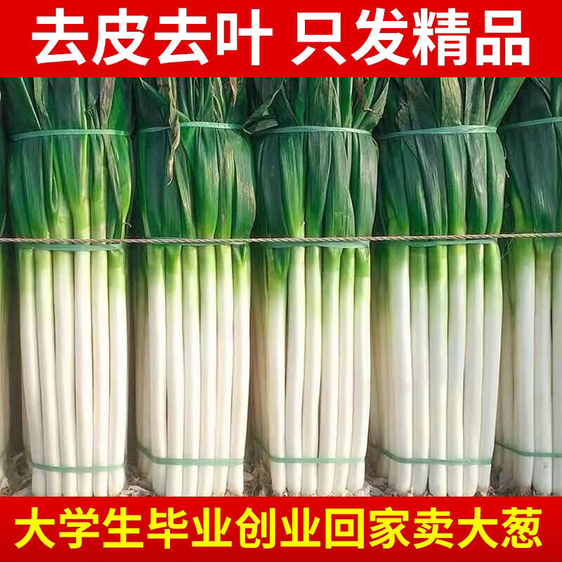 山东铁杆大葱10斤一捆批发5斤新鲜蔬菜大葱3斤现挖1斤 【带皮】去 【带皮】去半叶【优惠装】含箱10斤净 长约20-24新大葱