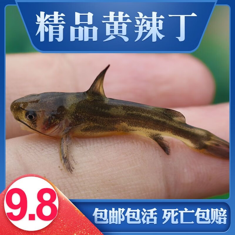 通威黄辣丁鱼黄颡鱼昂刺黄鸭叫三角峰四川重庆本地鱼淡水 黄辣丁鱼苗